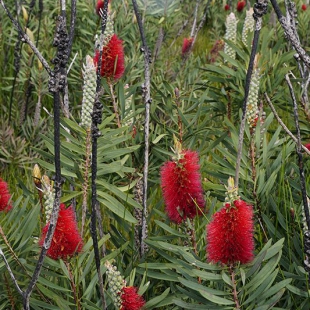 Callistemon glauca